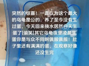 大龟慢慢挺进我的体内，这是为什么-如何-怎样一回事？