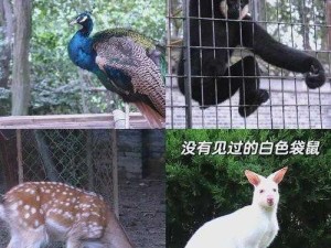 天天风之旅B阶宠物萌萌哒旅行图鉴全解析：探索无限旅程，宠物伙伴的魅力之旅