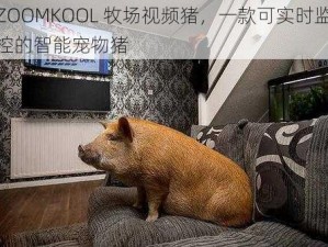 ZOOMKOOL 牧场视频猪，一款可实时监控的智能宠物猪