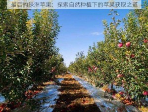 最后的绿洲苹果：探索自然种植下的苹果获取之道