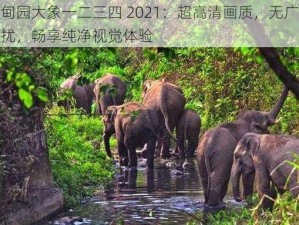 伊甸园大象一二三四 2021：超高清画质，无广告骚扰，畅享纯净视觉体验