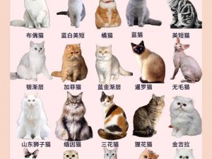 猫咪 30 与 20 的区别，哪款更适合你？