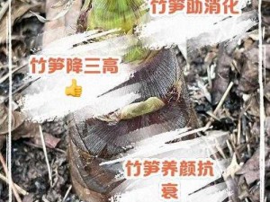 探寻我的起源，探寻美食秘笈：问政山笋的制作方法与食谱大全