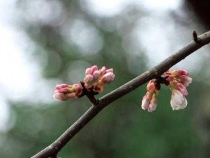 野花高清完整版免费观看视频大全，汇聚全网精彩影视资源，你想看的这里都有