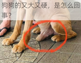 狗狗的又大又硬，是怎么回事？