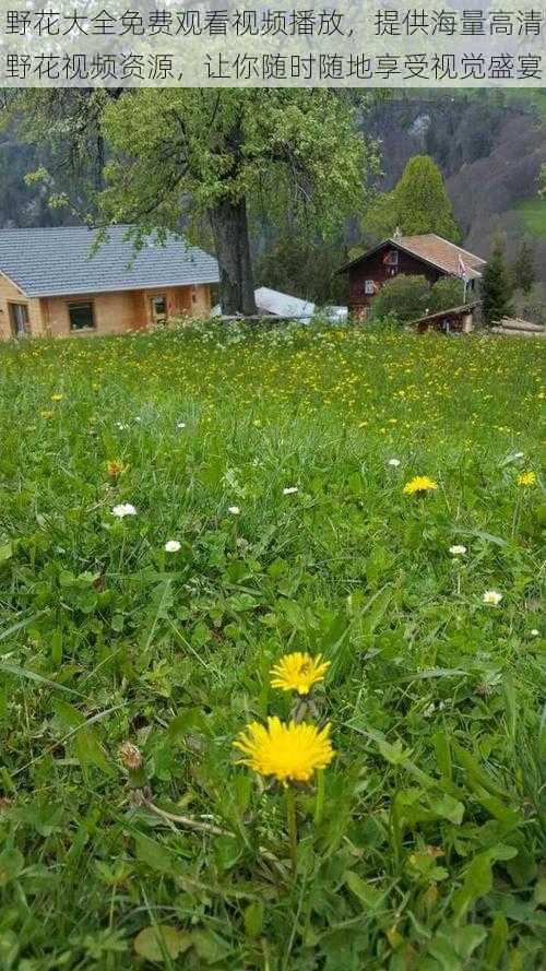 野花大全免费观看视频播放，提供海量高清野花视频资源，让你随时随地享受视觉盛宴