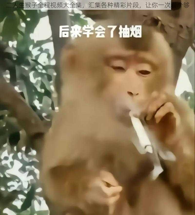 二人生猴子全程视频大全集，汇集各种精彩片段，让你一次看个够