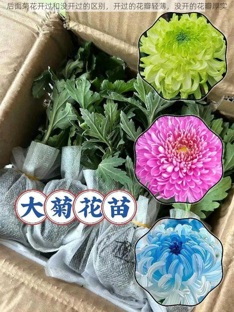 后面菊花开过和没开过的区别，开过的花瓣轻薄，没开的花瓣厚实