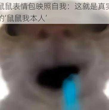 鼠鼠表情包映照自我：这就是真实的‘鼠鼠我本人’