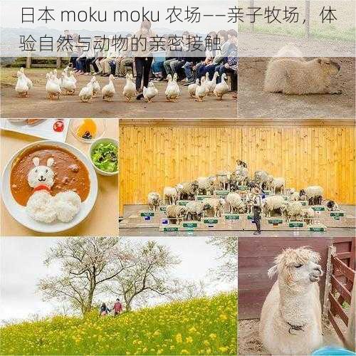 日本 moku moku 农场——亲子牧场，体验自然与动物的亲密接触