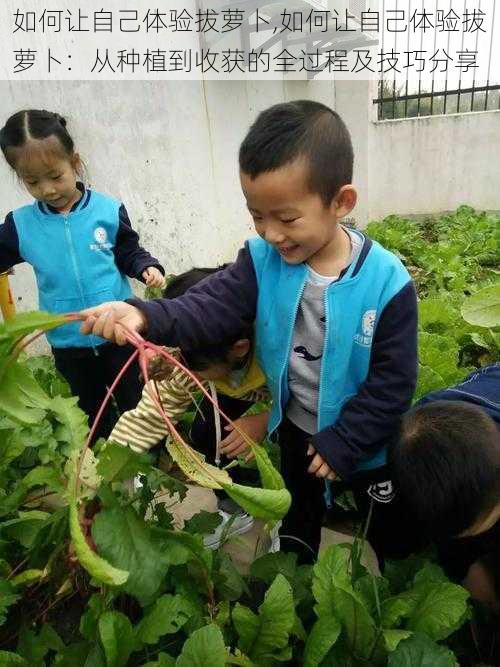 如何让自己体验拔萝卜,如何让自己体验拔萝卜：从种植到收获的全过程及技巧分享