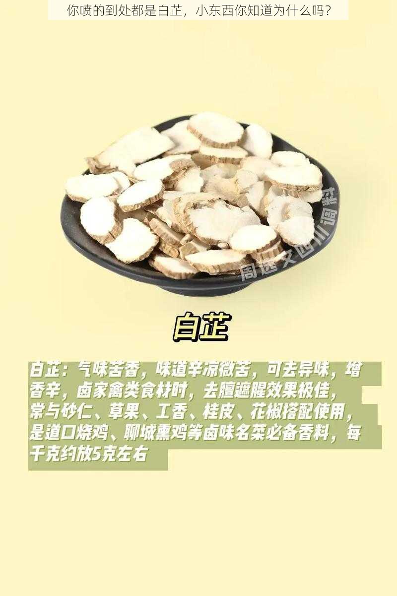 你喷的到处都是白芷，小东西你知道为什么吗？