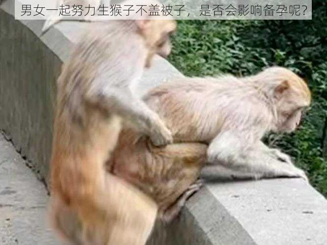 男女一起努力生猴子不盖被子，是否会影响备孕呢？