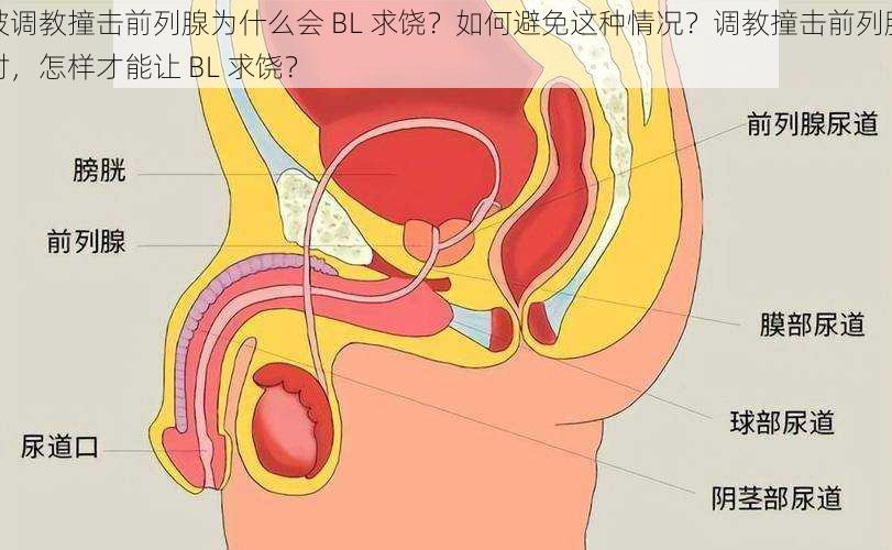 被调教撞击前列腺为什么会 BL 求饶？如何避免这种情况？调教撞击前列腺时，怎样才能让 BL 求饶？