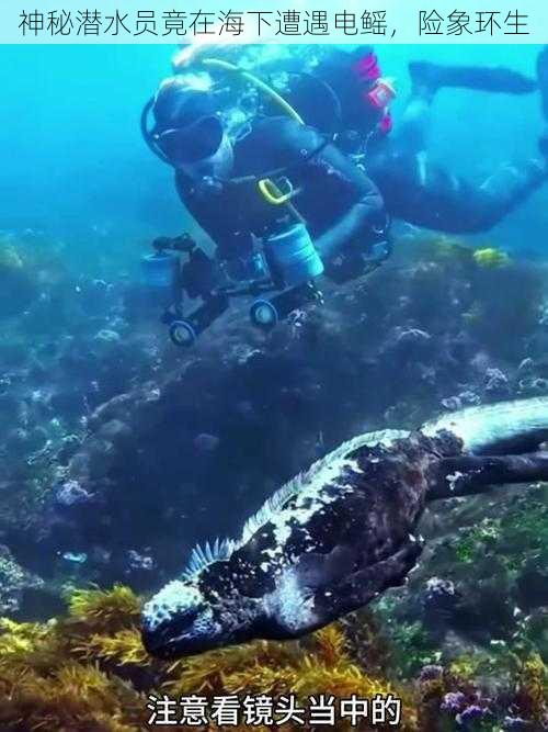 神秘潜水员竟在海下遭遇电鳐，险象环生