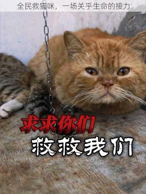 全民救猫咪，一场关乎生命的接力