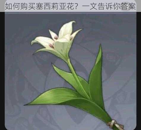 如何购买塞西莉亚花？一文告诉你答案